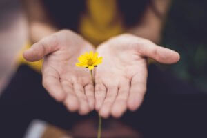 Girl holding small yellow flower inside hands