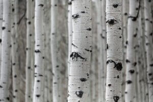 Picture of forest of birch tree bark