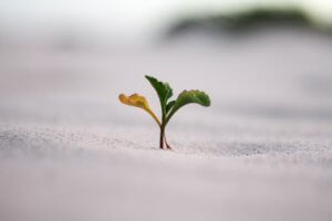 Seedling with two green leaves and one yellow leaf surfacing from sand