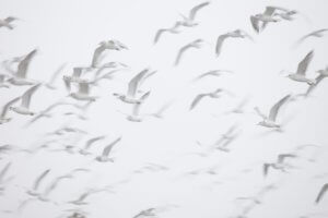 Flock of birds mid flight