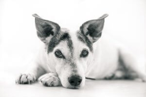 Greyscale portrait of small dog lying down