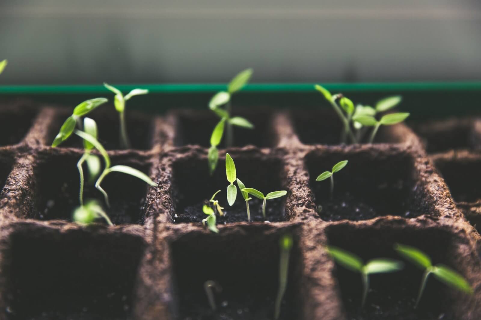 Seedlings in gridded planter