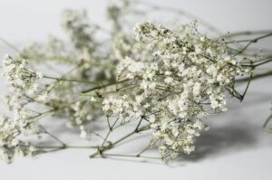 Baby's breath flowers on table